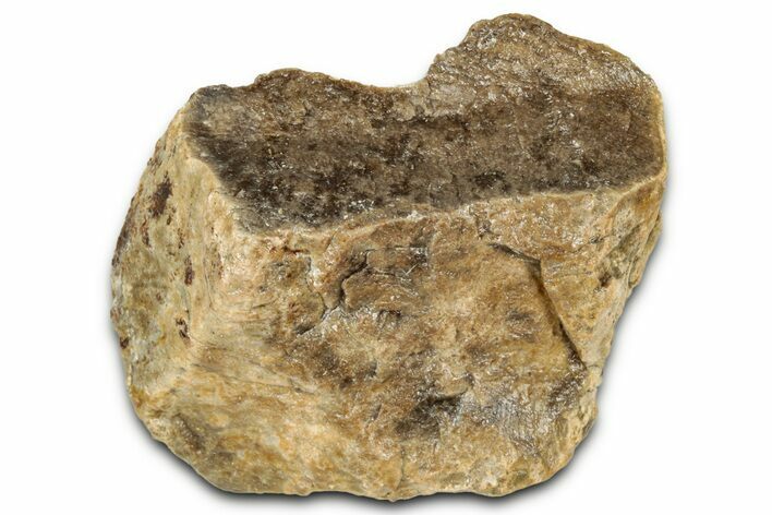 Fossil Tyrannosaur (T rex) Bone Section - Wyoming #352821